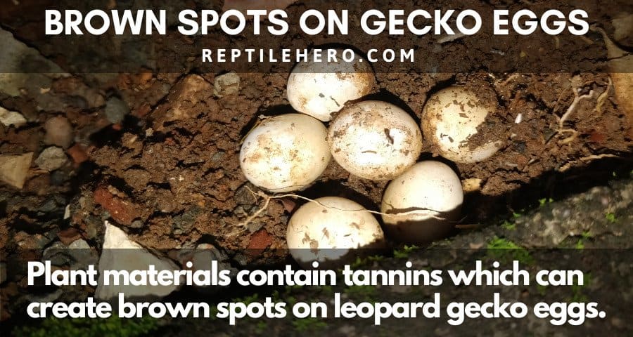 Leopard Gecko Eggs and Brown Substrate