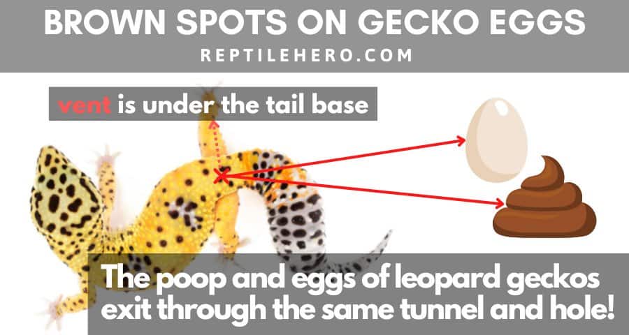 Leopard Gecko Eggs and Brown Poop Marks