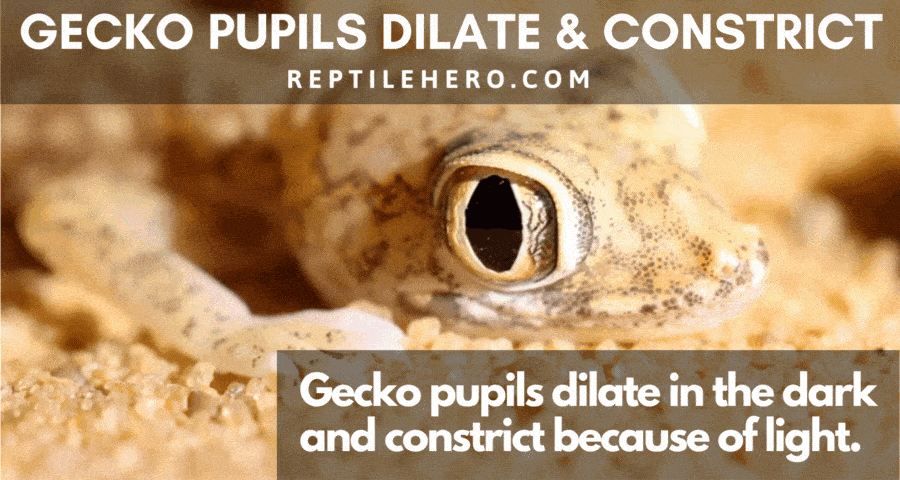 Reptile Pupils Dilate and Constrict (The Same Applies to Geckos)
