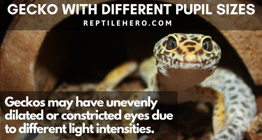 Leopard Gecko Uneven Pupil Dilation