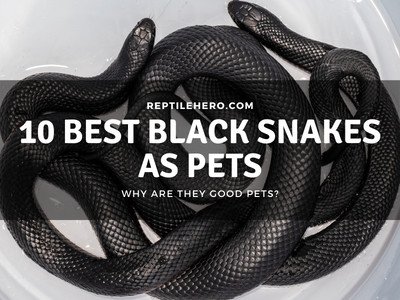 10 Stunning Black Snakes You Can Keep as Pets (With Photos)
