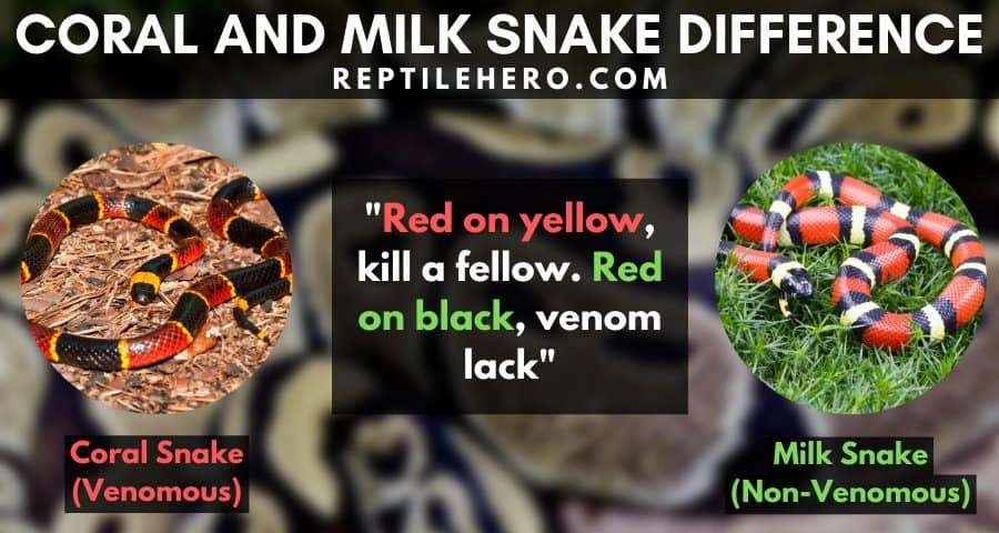 Difference of a Coral Snake and a Milk Snake 