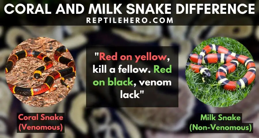 Difference of a Coral Snake and a Milk Snake 