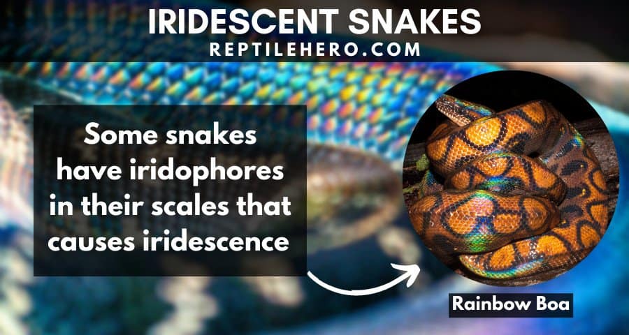 Why Some Snakes are Iridescent 