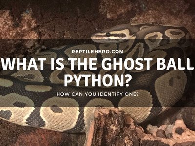What is a Ghost Ball Python?