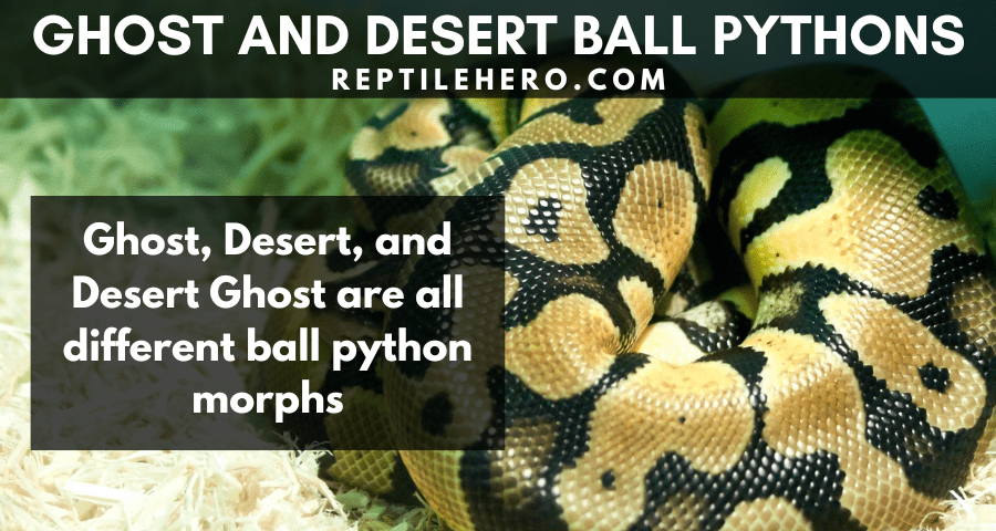 Ghost, Desert, and Desert Ghost Ball Pythons