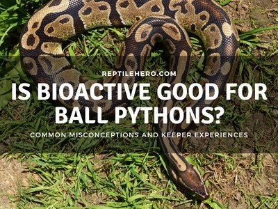 3 Reasons Why You Should Use a Bioactive Setups For Your Ball Pythons