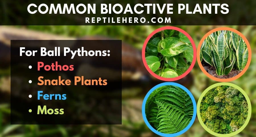 Common Plants for a Ball Python Bioactive Setup 