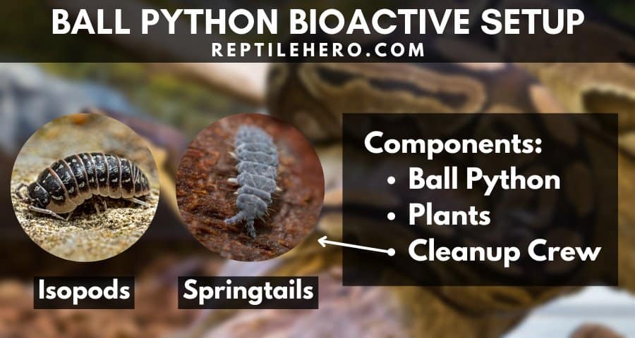 Components of a Ball Python Bioactive Setup 