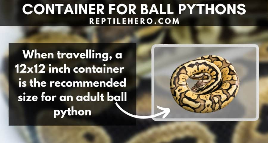 Recommended Travel Container Size for Ball Pythons 