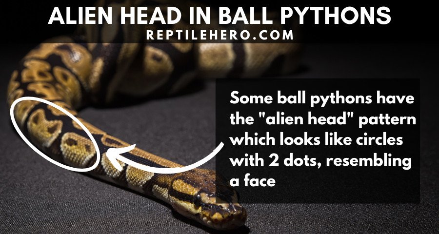 Alien Head Pattern in Ball Pythons 