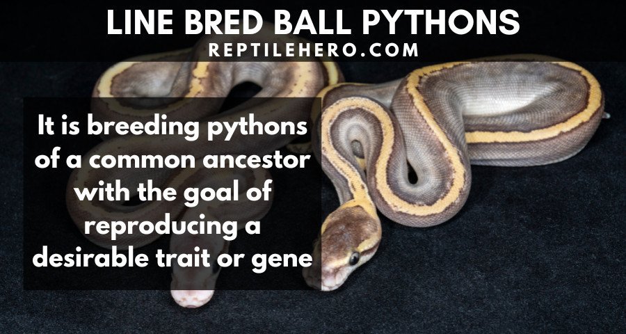 Line Breeding in Ball Pythons 