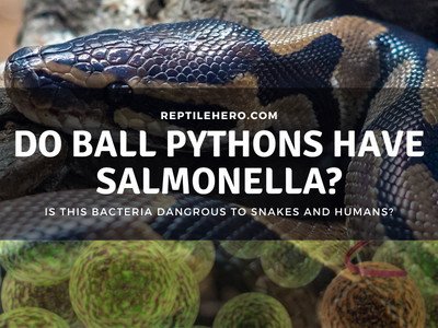Can Ball Pythons Have Salmonella?