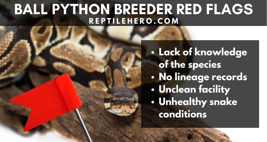 Ball Python Breeder Red Flags 