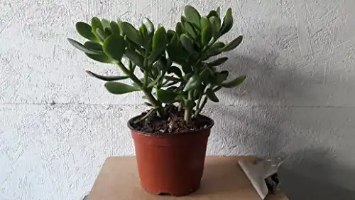 Jade Plant - Crassula ovuta - Easy to Grow - 6" Pot from jmbamboo