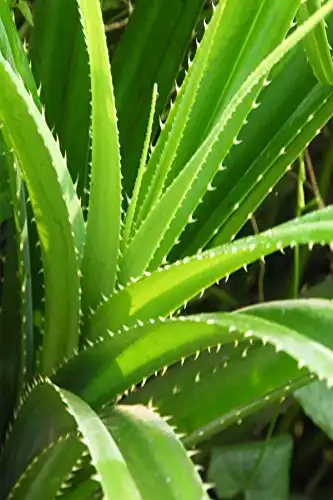 Aloe Vera Plant (Excludes Ca, Az), Size: 4-inch Pot x 6